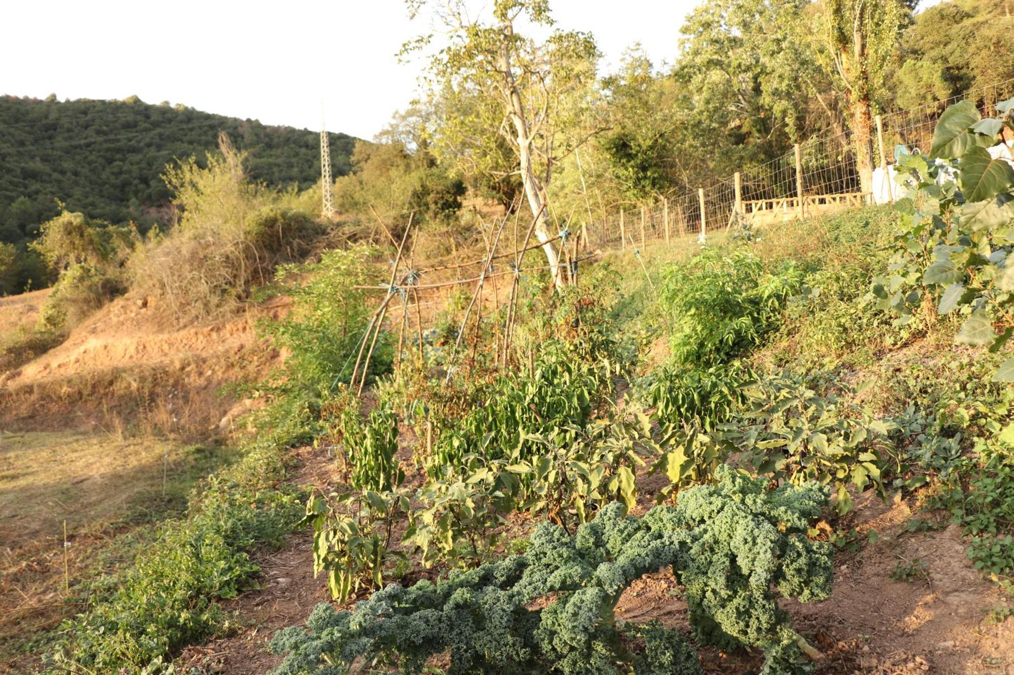 Moia Mas Cal Gira 아파트 외부 사진